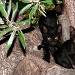Les Aristochats.חתלתולים על עץ